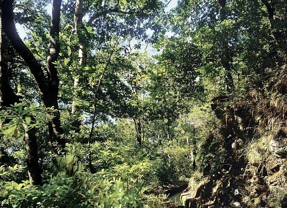 Madeira - Grüne Trauminsel im Atlantik - Levada