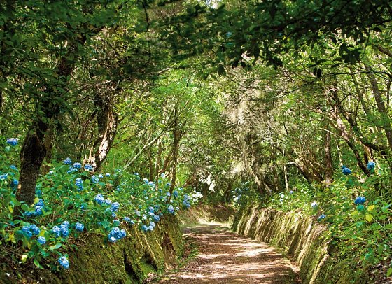 Madeira individuell - der Levada Trek - Levada do Caldeirão Verde