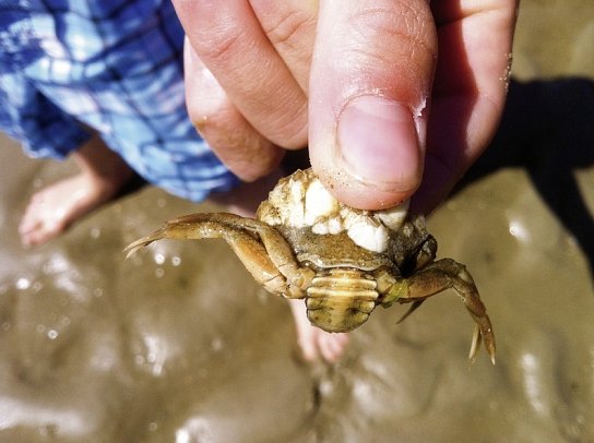 Inselhopping Nordfriesland