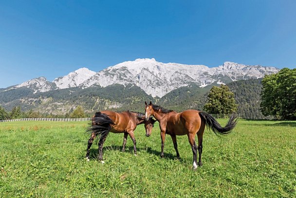 Alpenhotel Speckbacher Hof