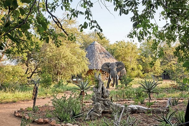 Motswari Private Game Reserve