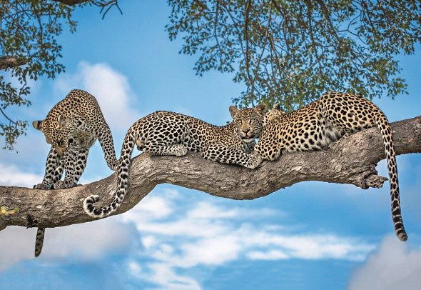 Motswari Private Game Reserve