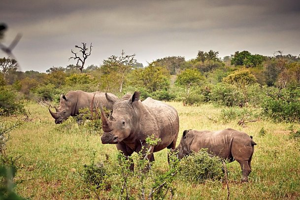 Motswari Private Game Reserve