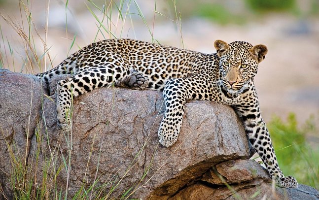 Motswari Private Game Reserve