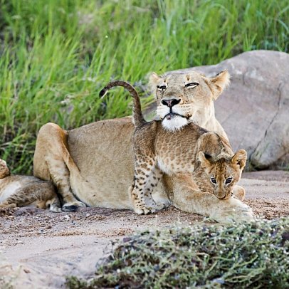 Motswari Private Game Reserve