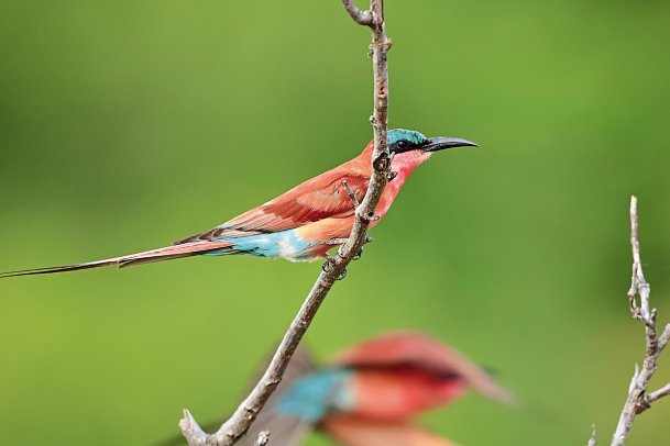 Motswari Private Game Reserve