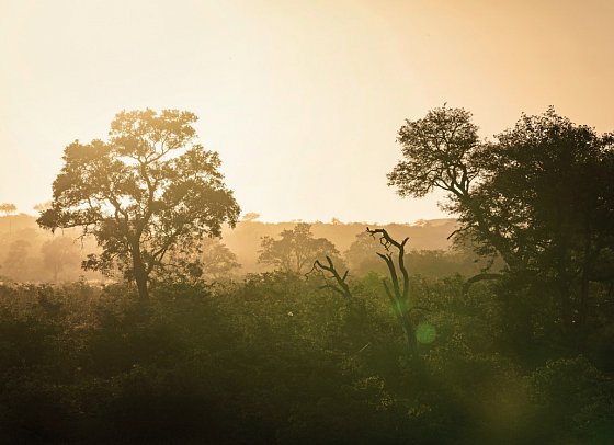 Motswari Private Game Reserve