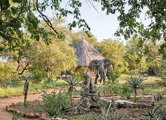 Motswari Private Game Reserve