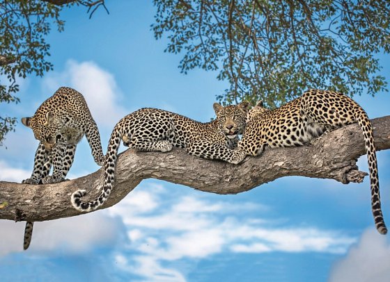 Motswari Private Game Reserve