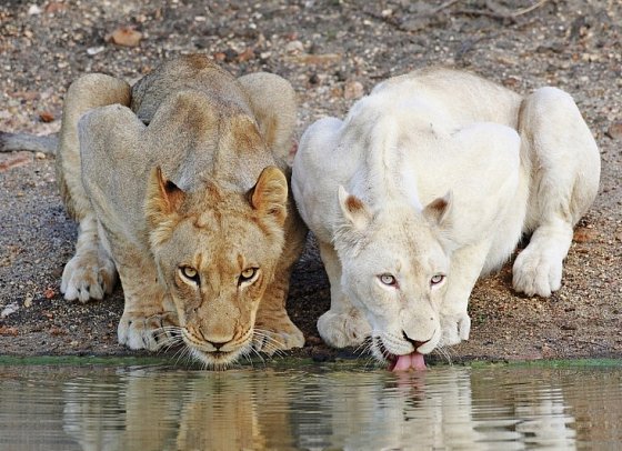 Motswari Private Game Reserve