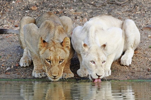 Motswari Private Game Reserve