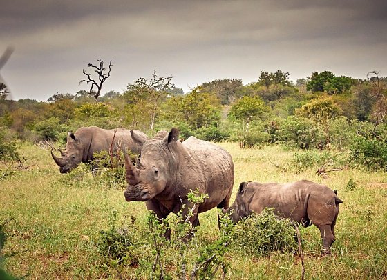 Motswari Private Game Reserve