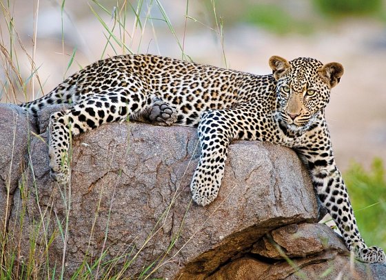Motswari Private Game Reserve