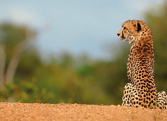 Motswari Private Game Reserve