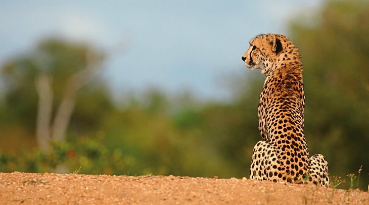 Motswari Private Game Reserve