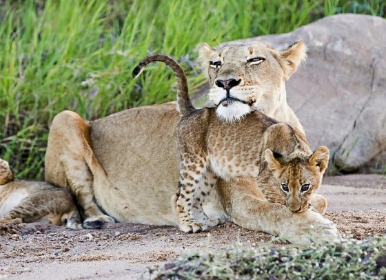 Motswari Private Game Reserve