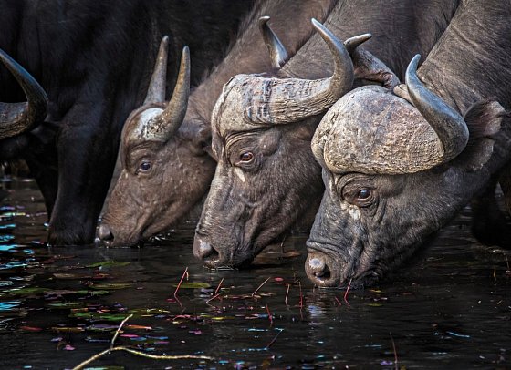 Motswari Private Game Reserve
