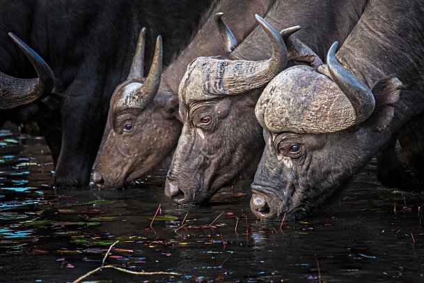 Motswari Private Game Reserve