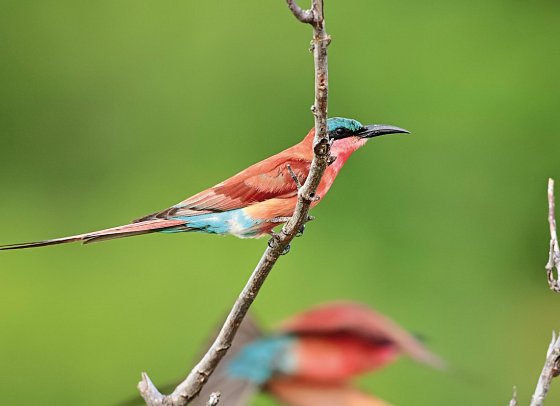 Motswari Private Game Reserve