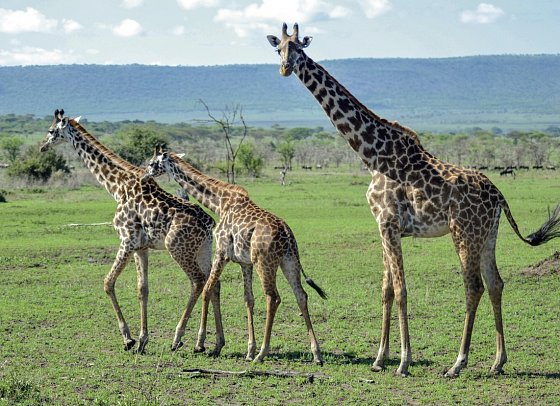 Tansania Pur - Serengeti Nationalpark