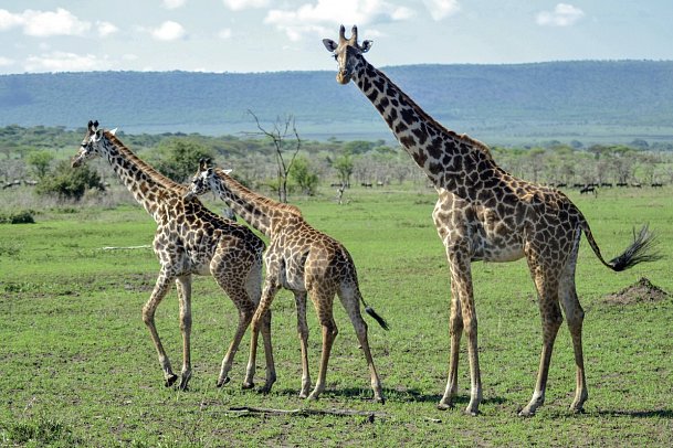Tansania Pur - Serengeti Nationalpark