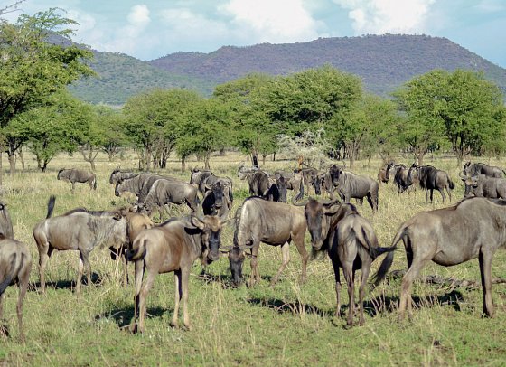 Tansania Pur - Gnus, Serengeti Nationalpark