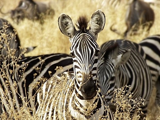 Naturwunder Tansanias & Welterbe Sansibar - Zebras