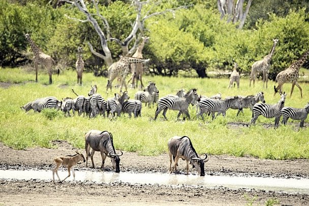 Naturwunder Tansanias & Welterbe Sansibar - Tiere am Wasserloch