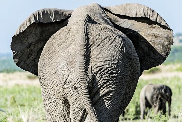 Naturwunder Tansanias & Welterbe Sansibar - Elefant