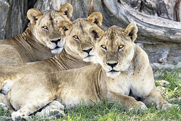 Naturwunder Tansanias & Welterbe Sansibar - Löwen