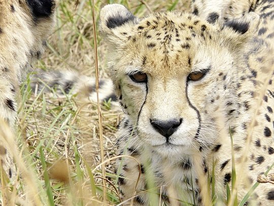 Naturwunder Tansanias & Welterbe Sansibar - Gepard