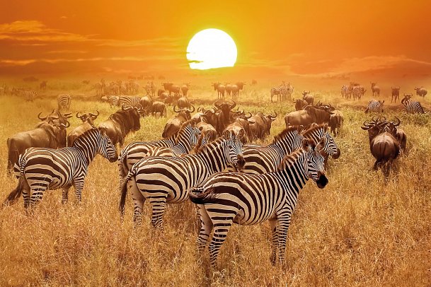 Naturwunder Tansanias & Welterbe Sansibar - Serengeti