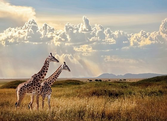 Magisches Tansania - Serengeti Nationalpark