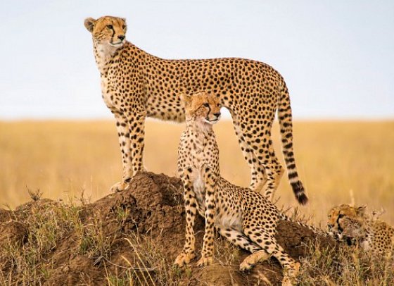 Magisches Tansania - Geparden in der Serengeti