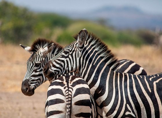 Magisches Tansania - Tarangire Nationalpark