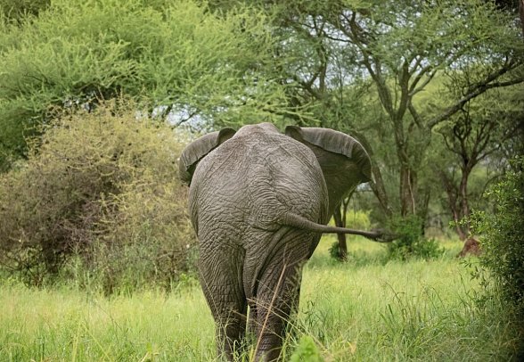Abenteuer Tansania - Elefant im Tarangire Nationalpark