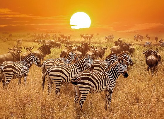 Abenteuer Tansania - Serengeti