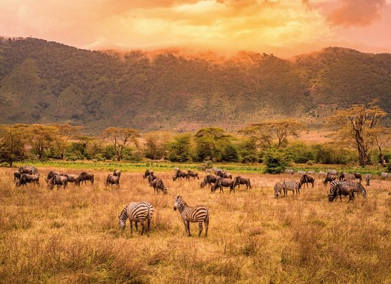 Abenteuer Tansania - Ngorongoro Krater