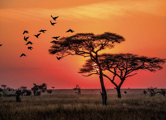 Abenteuer Tansania - Sonnenaufgang in der Serengeti