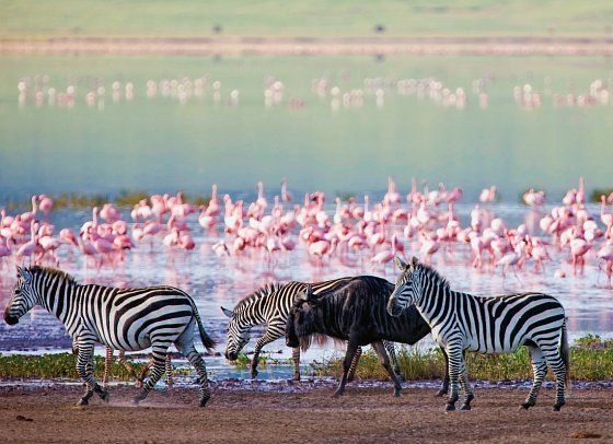 Abenteuer Tansania - Wildlife am Ngorongoro Krater