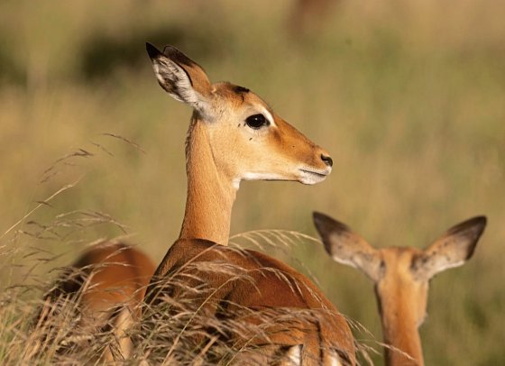Abenteuer Tansania - Serengeti