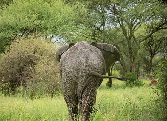 Abenteuer Tansania - Elefant im Tarangire Nationalpark