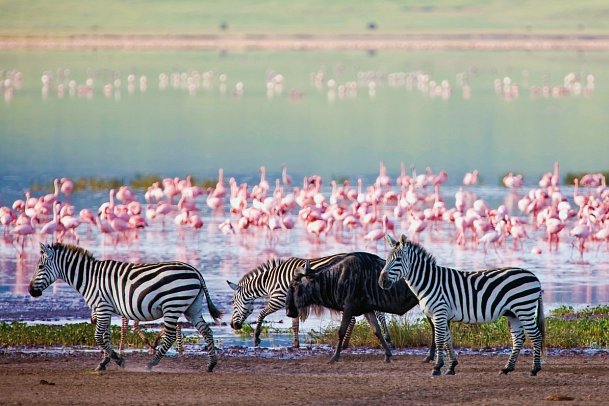 Tansania Explorer - Wildlife am Ngorongoro Krater