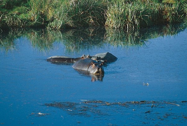 Tansania Explorer - Ngorongoro