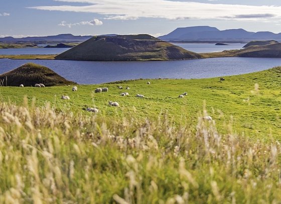Island mit Flair - Myvatn