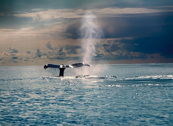 Island mit Flair - Polarlicht, Golden Circle und charmante Hotels