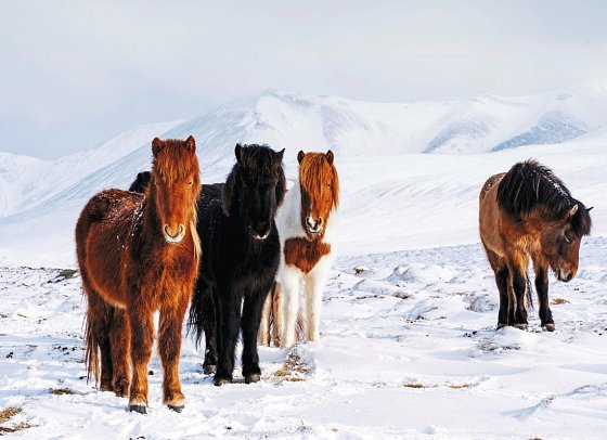 Island mit Flair - Polarlicht, Golden Circle und charmante Hotels
