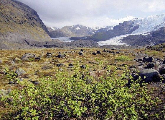 Rund um Island – Ringstraße und Snæfellsnes - Nationalpark Skaftafell