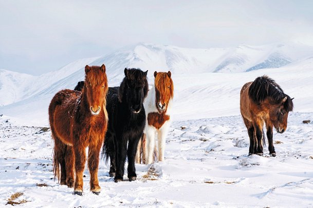 Rund um Island - Ringstraße und Snæfellsnes (Winter)