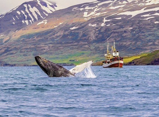Islands Highlights - Walbeobachtung